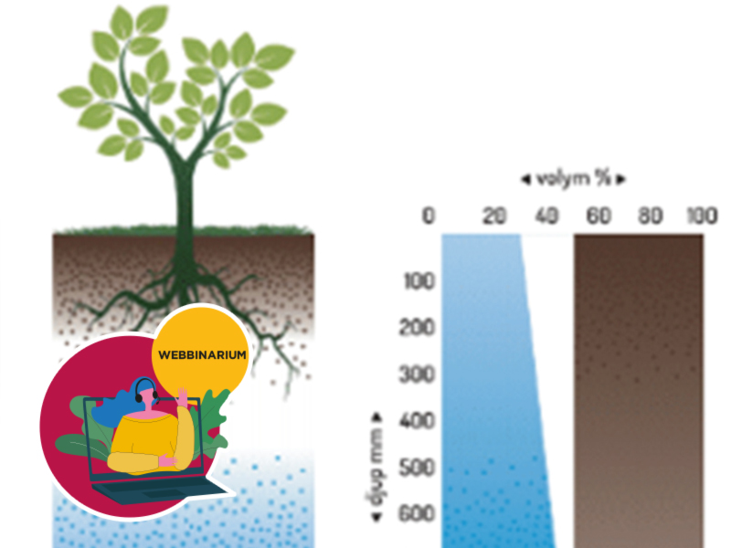 Hållbara växtbäddar vegetationssystem klimatförändringar