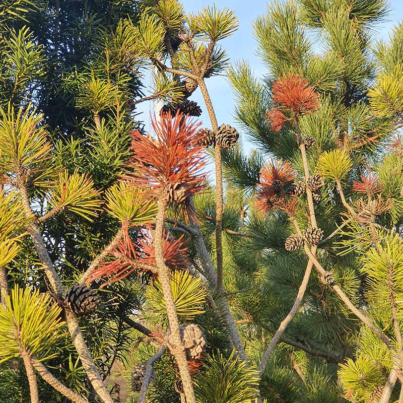 Växtskadegörare i Fokus - Pinus