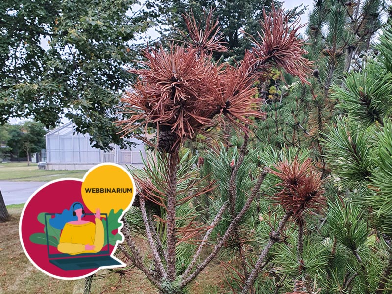 Växtskadegörare i Fokus - Pinus