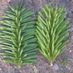 webbinarium stångby barrväxter i fokus abies amabilis abies nordmanniana