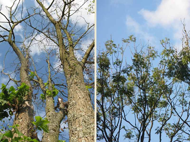 Stångby Akademi, kursutbud. Växtskadegörare i fokus, Johanna Witzell. Fraxinus, ask och Ulmus, alm.