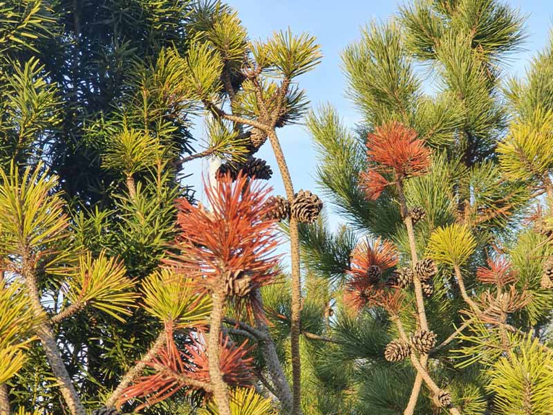 Växtskadegörare i Fokus - Pinus