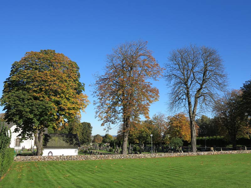 Växtskadegörare i fokus - acer, aesculus, fagus, platanus, tilia. Johanna Witzell Stångby Akademi.