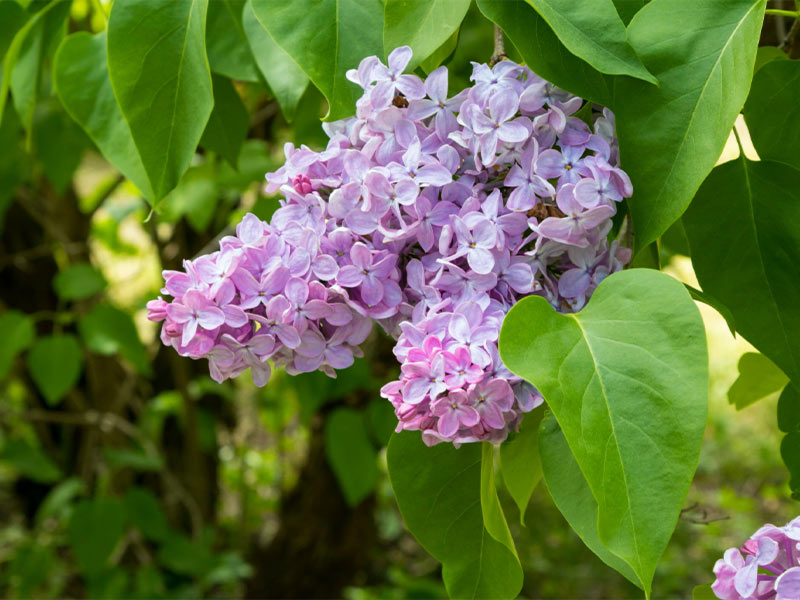 Syringa vulgaris. Seminarium Stångby Akademi Invasiva främmande växter